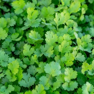 Coriander Leaves (हरी धनिया)