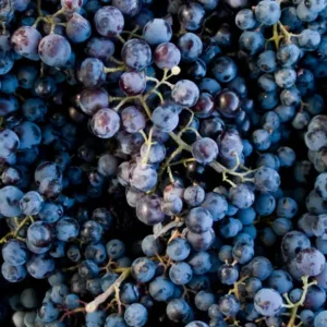 Grapes Black, (काले अंगूर)