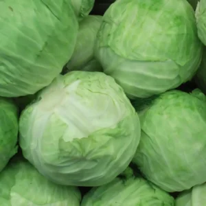 Cabbage (पत्ता गोभी)
